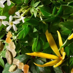 MOLTON BROWN Relaxing Ylang-Ylang Bath & Shower Gel 300 Ml -Kosmetikgeschäft 1309307 MOLTON BROWN Relaxing Ylang Ylang Bath Shower Gel 300 ml.dd048de9